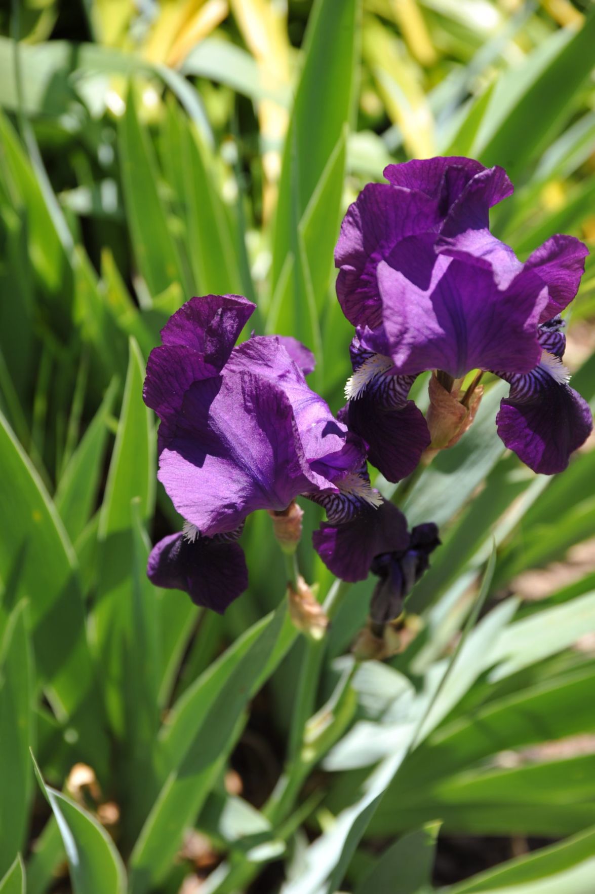 A Bearded Iris